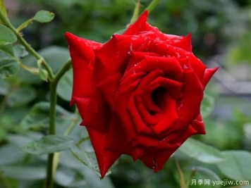 2023年情人节十大玫瑰品种销量榜，卡罗拉位居首位