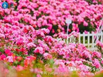 2024年第二届杭州市月季花展举办，赏500万株月季