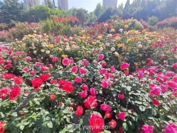 郑州月季公园40万株月季竞相绽放，感受花漾生活